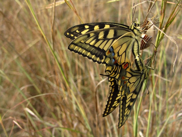 Free photo pair of mating maltese swallowtail butterflies next to a snail