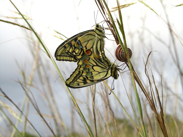 Free photo pair of mating maltese swallowtail butterflies next to a snail