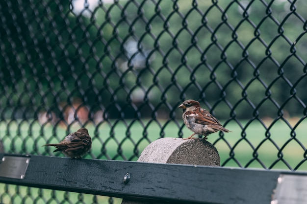 Free Photo pair of two sparrows perched on wood near a wired fence