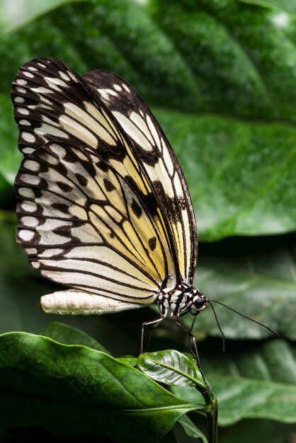 Pale colored butterfly with foliage background