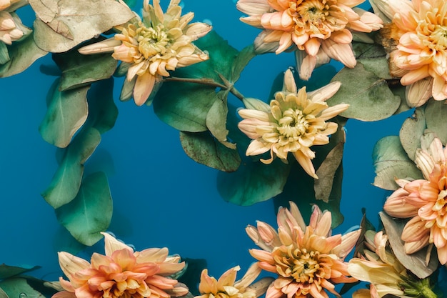 Free Photo pale orange chrysanthemums in blue water