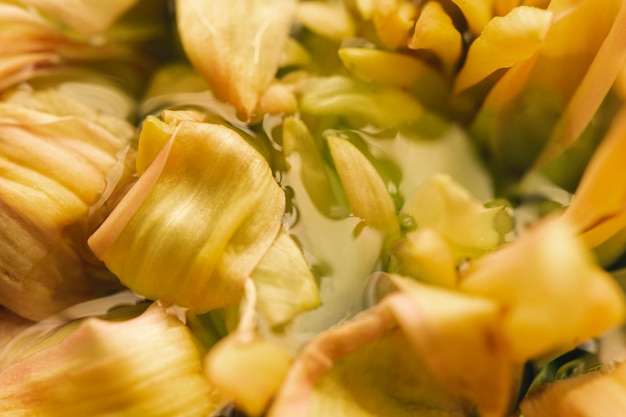 Pale yellow flower in water extreme close-up