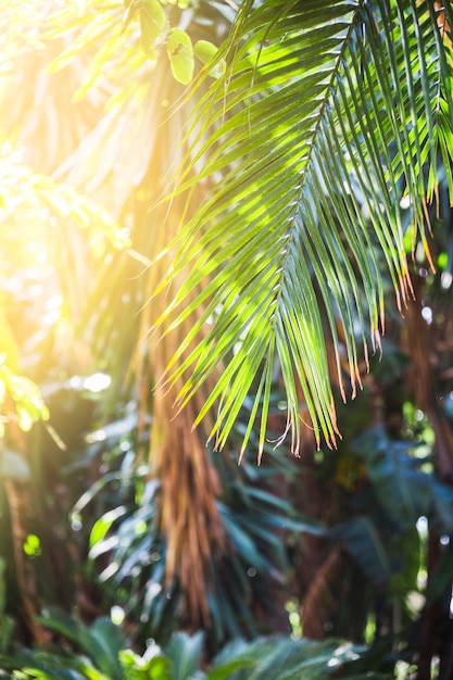 Free photo palm leaf on sunny day