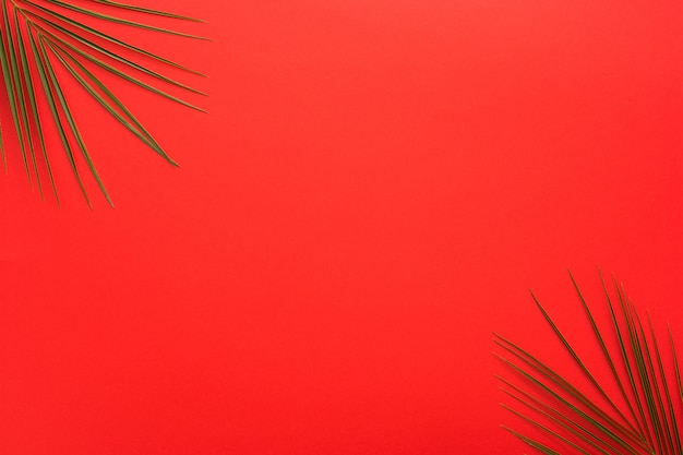 Free photo palm leaves at the corner of bright red backdrop