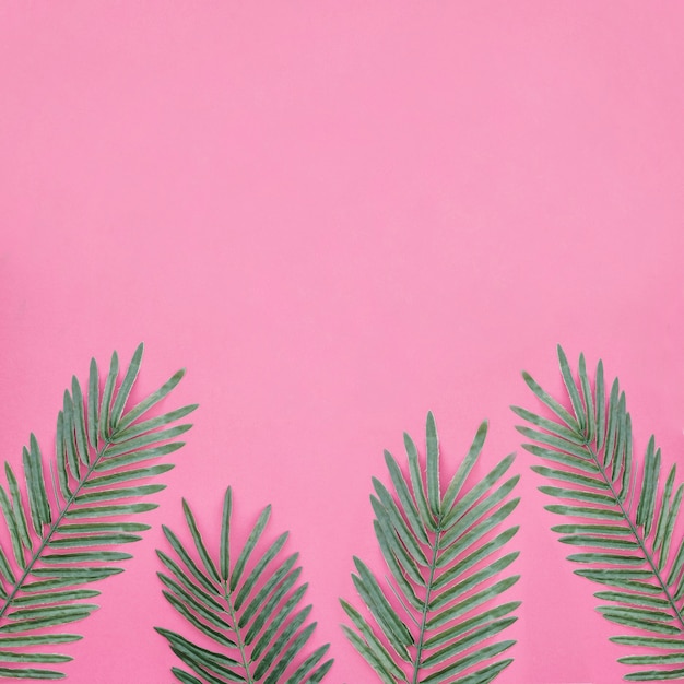 palm leaves on pink background with space on top