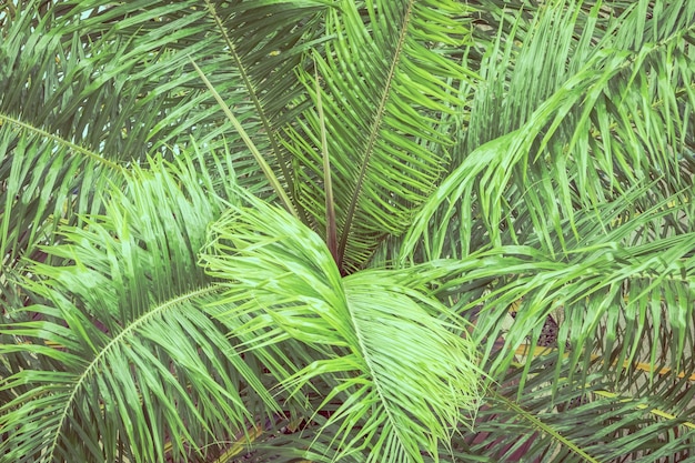 Free photo palm leaves