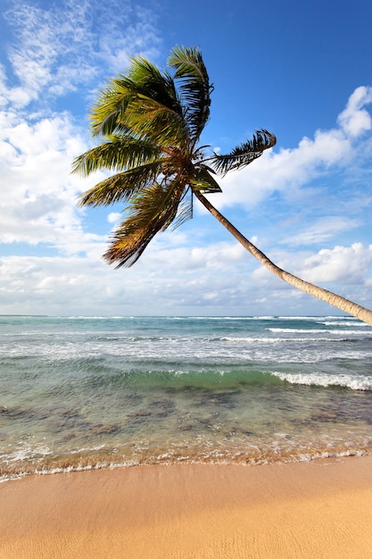 Palm tree on a caribbean beach in summer