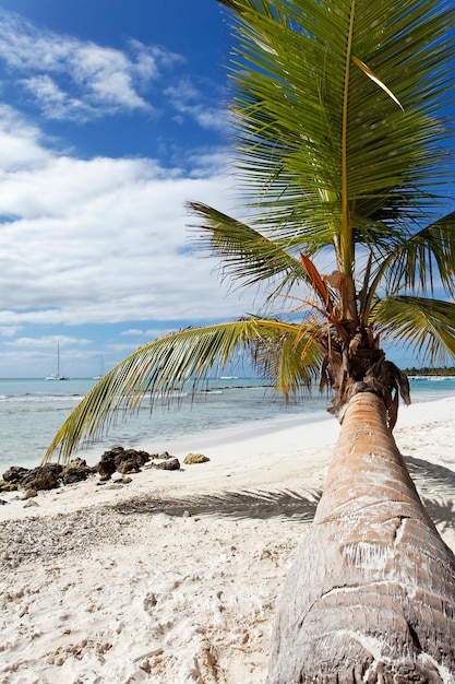 Palm tree in caribbean beach