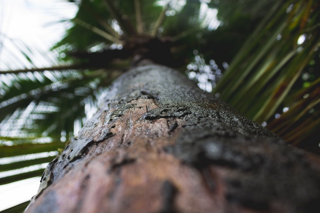 Free Photo palm tree closeup