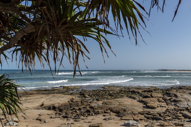 Free Photo palm tree frames incoming waves over rocks