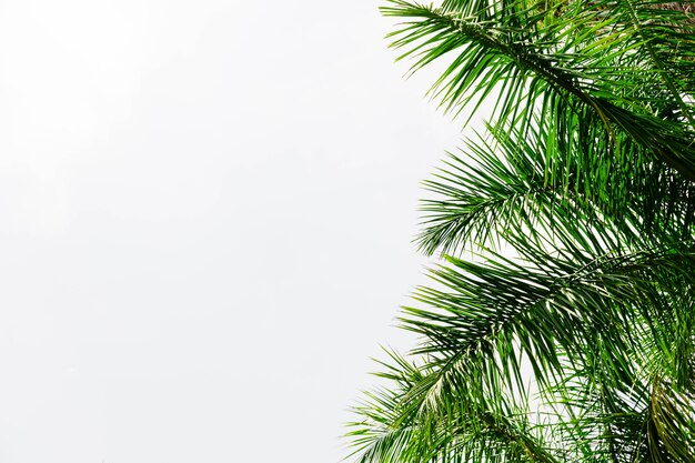 Palm tree leaves against white background