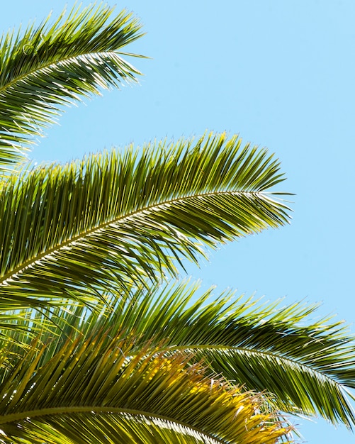 Palm tree leaves outside in the sun