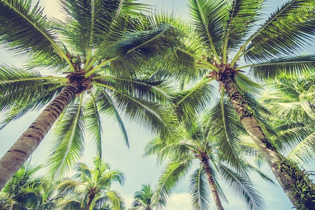 Free Photo palm tree seen from below