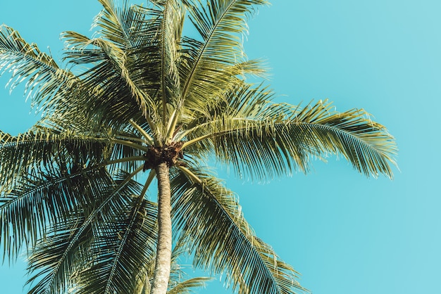 Palm tree on sky