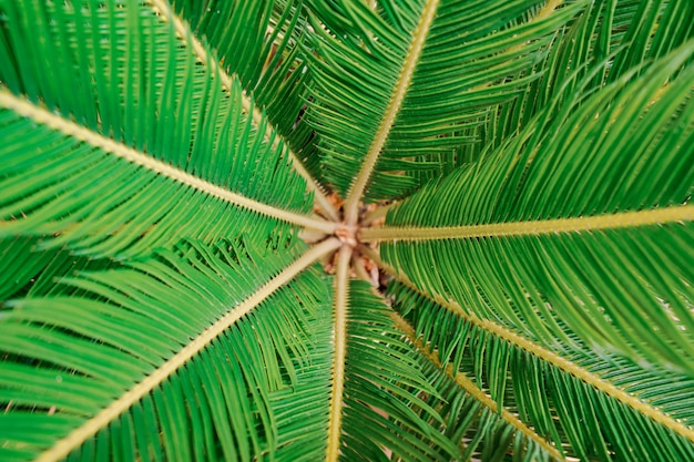 Free photo palm tree texture