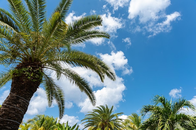 Free Photo palm tree on a tropical beach