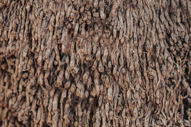 Free Photo palm tree trunk texture close-up