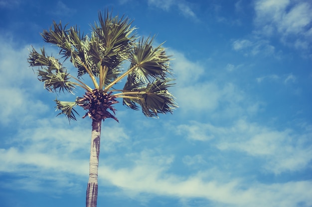 Free photo palm tree with sky background