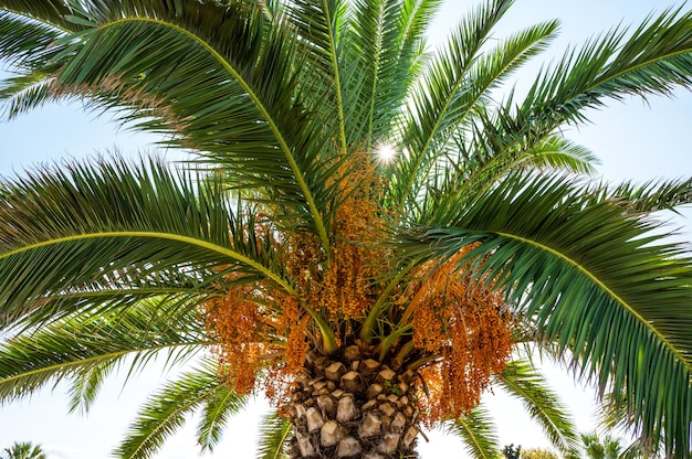 Palm tree with sun breaking through the green branches