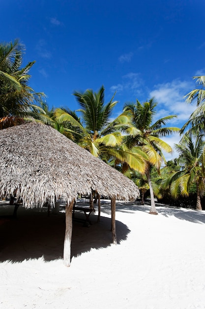 Free Photo palm trees in caribbean beach