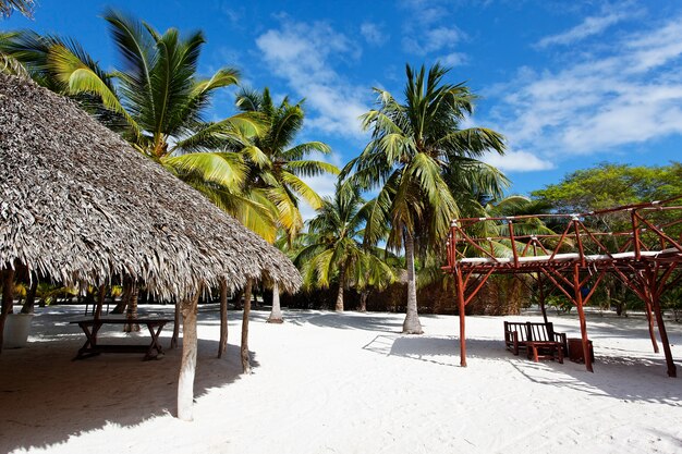 Palm trees in caribbean beach