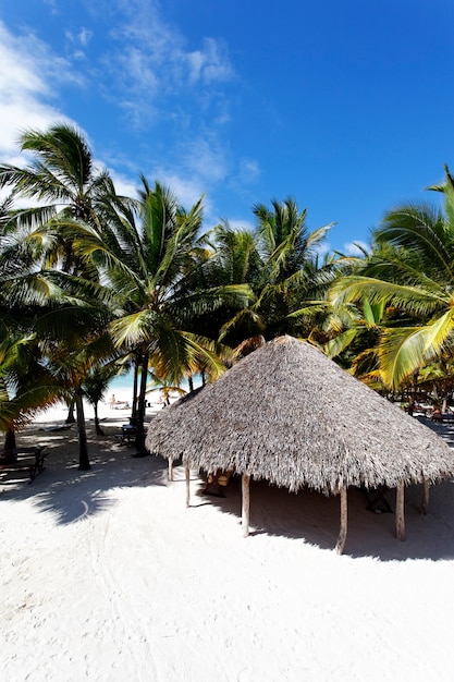 Palm trees in caribbean beach