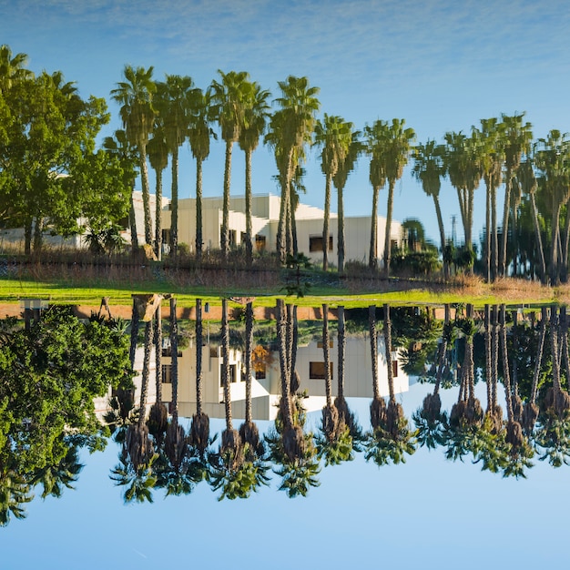 Free Photo palm trees line next to water