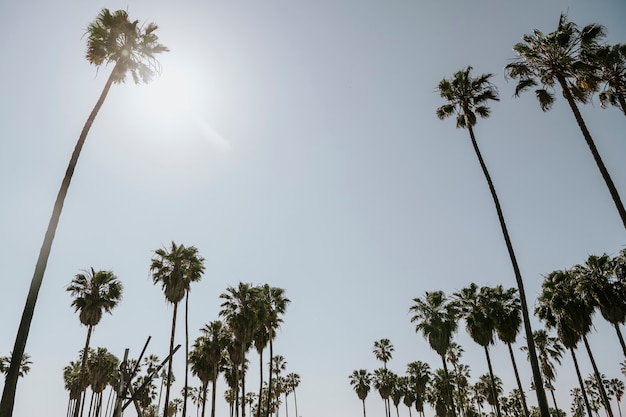 Palm trees in the summer