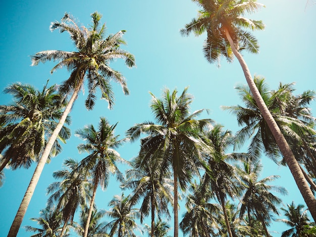 Free photo palm trees in the summer