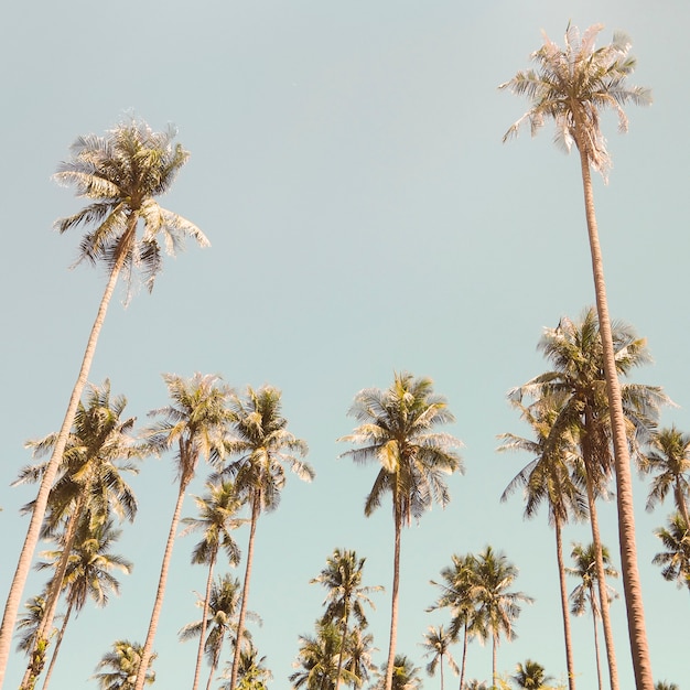 Palm trees in the summer