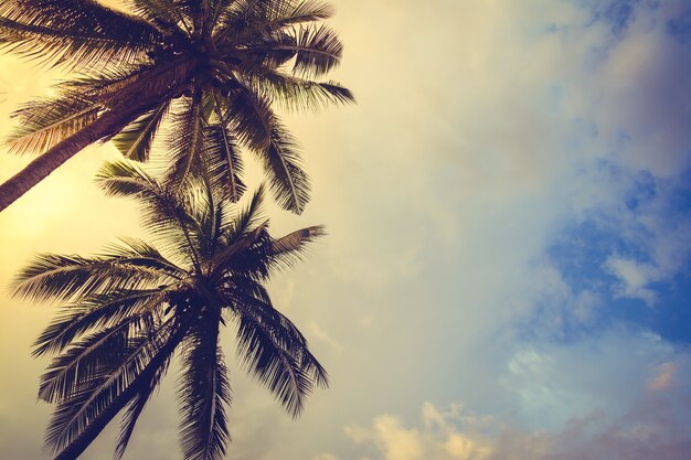 Palm trees at sunset with clouds background