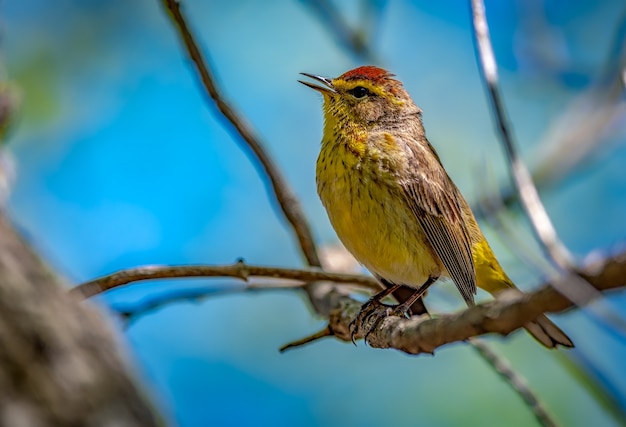 Free photo palm warbler  (setophaga palmarum)