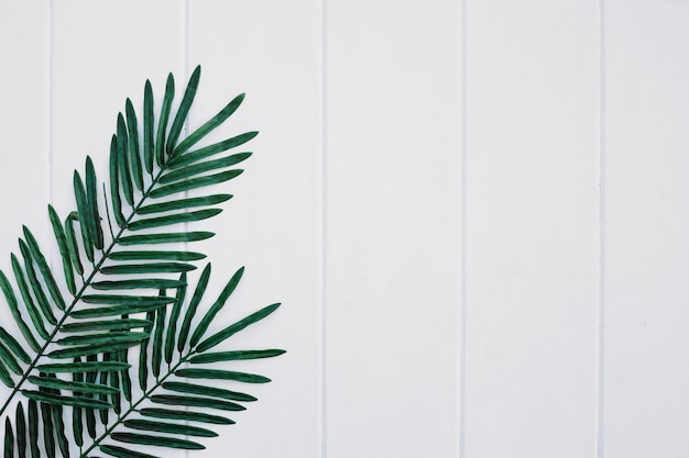 Palms leaves on white wood background with space on the right