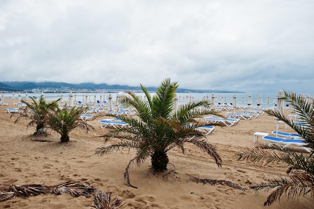 Palms at Sunny Beach on Black Sea in Bulgaria Summer vacation travel holiday