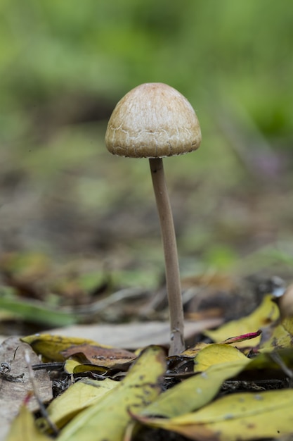 Free Photo panaeolus papilionaceus, petticoat mottlegill fungus