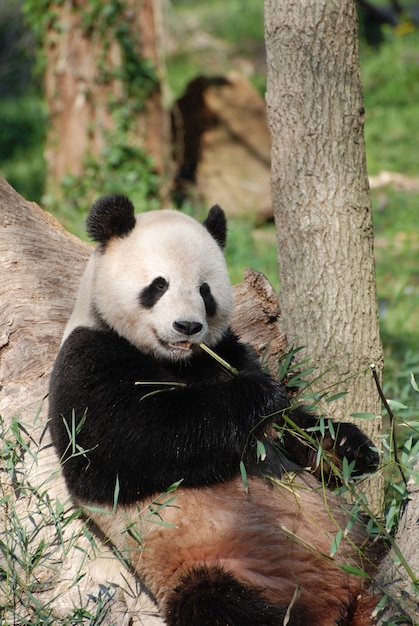 Free Photo panda bear leaning against a tree and eating bamboo shoots.