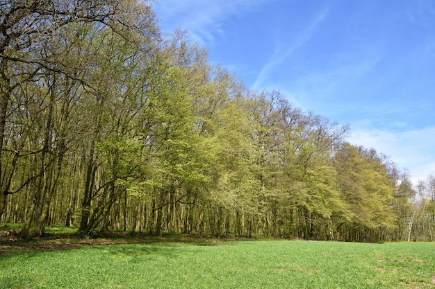 Free photo panorama beautiful green forest in springtime.