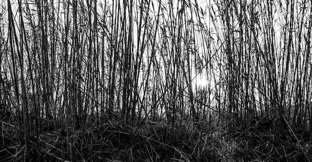 Panoramic greyscale shot of tall branches of plants