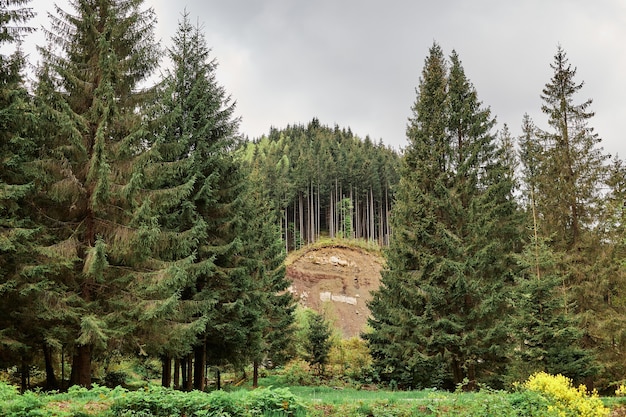 Free Photo panoramic landscape picture of green forest with mountain and trees on surface