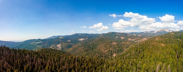 Free Photo panoramic shot of the beautiful forest on a sunny day