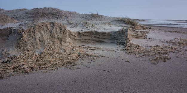 Free Photo panoramic shot of dry seaweed on the sandy shore of the ocean