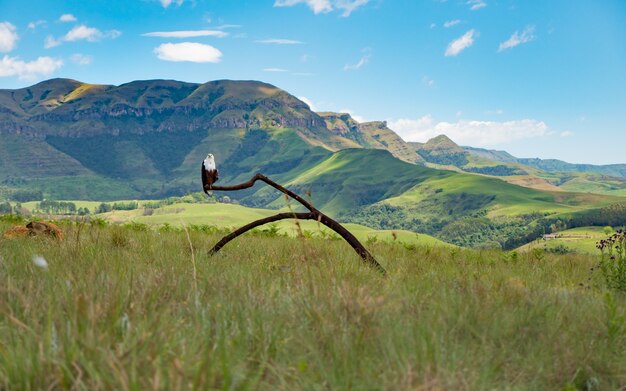 Panoramic shot of an eagle standing on a branch