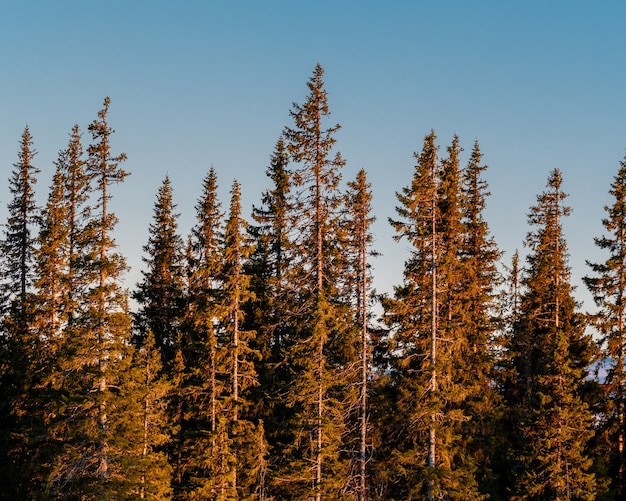 Free Photo panoramic shot of pine tree forest on a clear sky background during sunrise