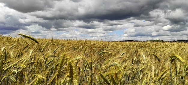 Panoramic shot of ripe grain spikelets with cloudy sky in the background