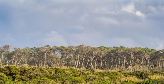 Panoramic shot of the trees in the forest under the cloudy sky