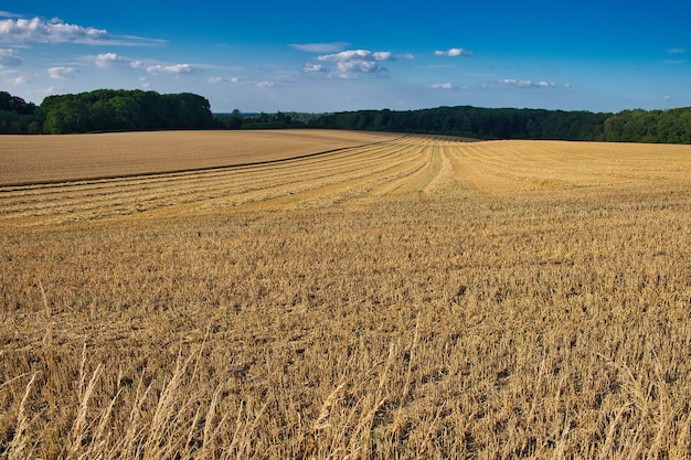 Free Photo panoramic shot of a very wide farm field that has just been harvested with trees on edge