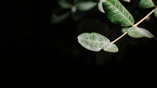 Free photo panoramic view of branch with green leaves on black background