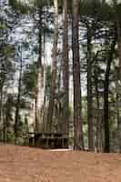 Free photo panoramic view of forest