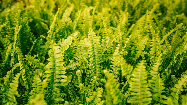 Free photo panoramic view of green fern leaves background