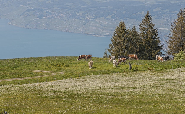 Panoramic view of Lavaux, Switzerland with a herds of cow eating grass